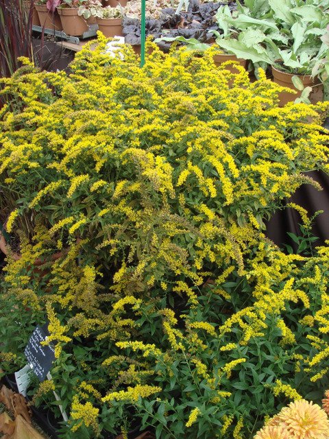 Solidago flexuosa 'Fireworks'
